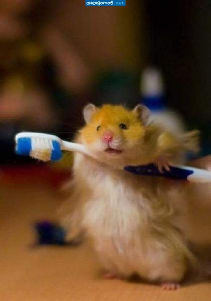 Пойду я: хозяйка унитаз чистить заставила...