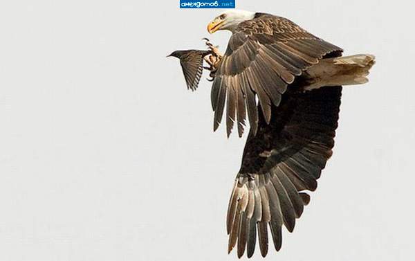 Куда летим, шеф?