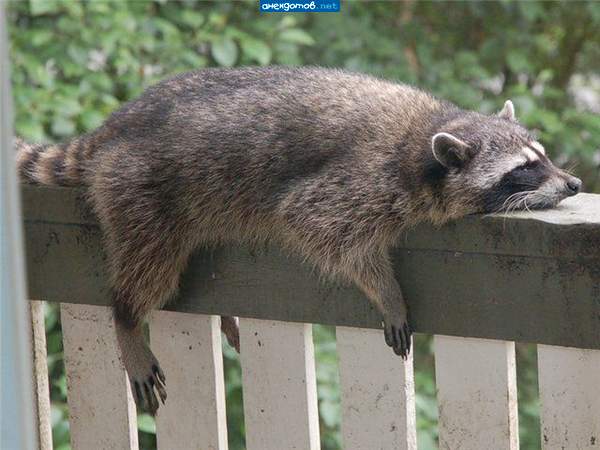 Ракета на пенсии...