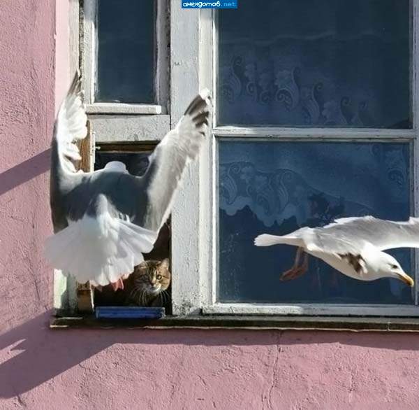 Я те дам на подоконник срать!!!