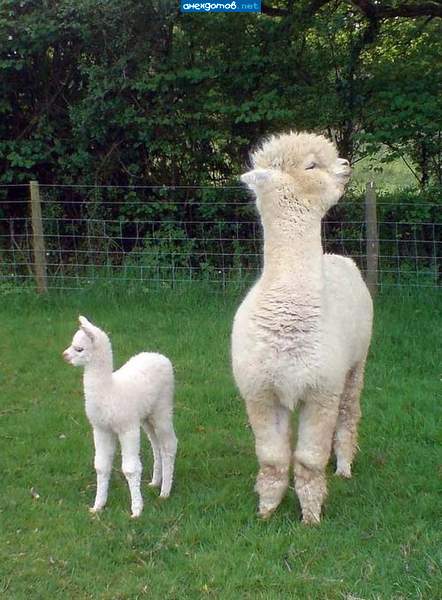 "гламурный Зверев рулит)))"