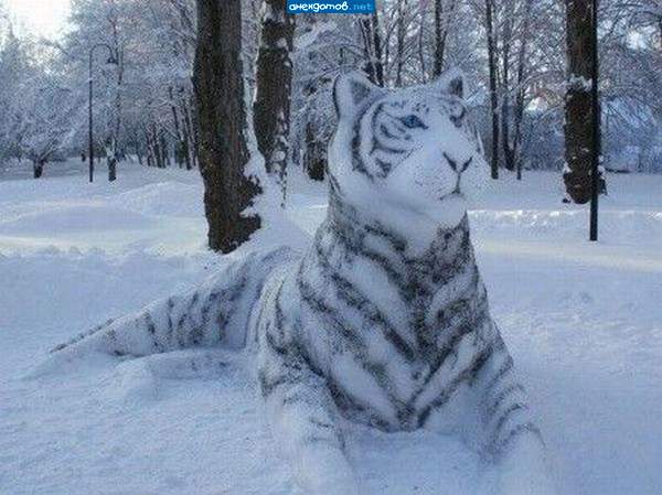 Смотрит тигр острым взглядом, чует что добыча рядом....