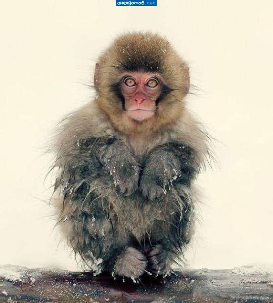 Що, Маугли, взмерз?