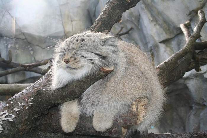 Кот Баюн