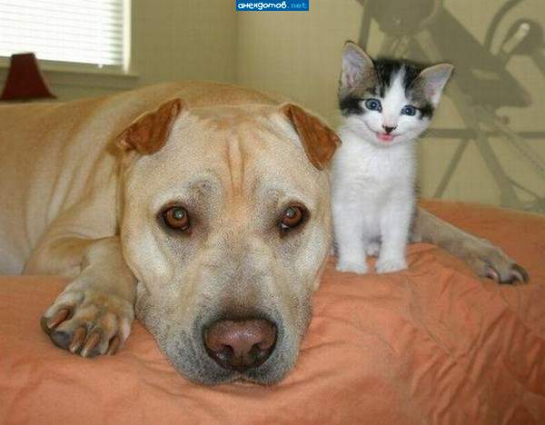 Без друзей меня чуть-чуть, а с друзьями много!