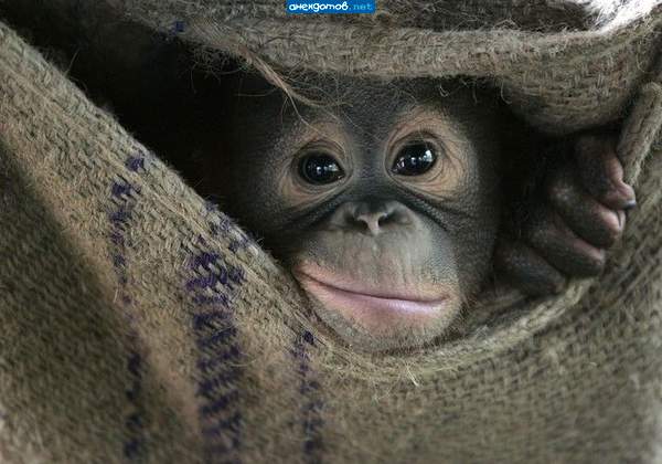не садись на пенек, не ешь пирожок