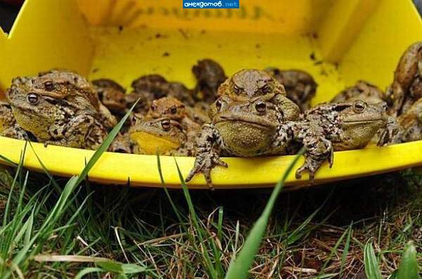 Нецелованная церевна-лягушка со временем превращается в жабу.