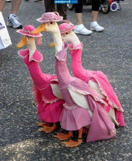 Заморские Цыпы!