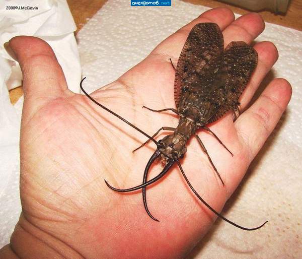 Челябинская))