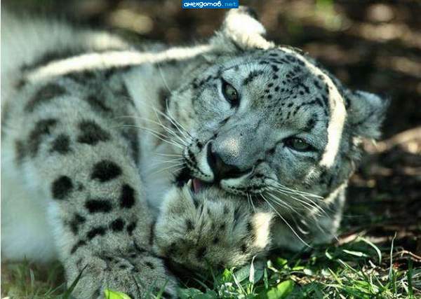 Уж лучше вротмнелапы чем ваши перлы про то, кто кого съел!