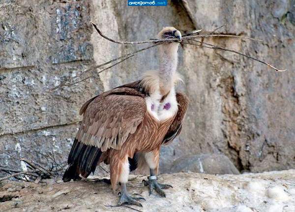 Вегитарианец