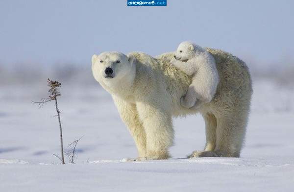 Большая медведица и Умка
