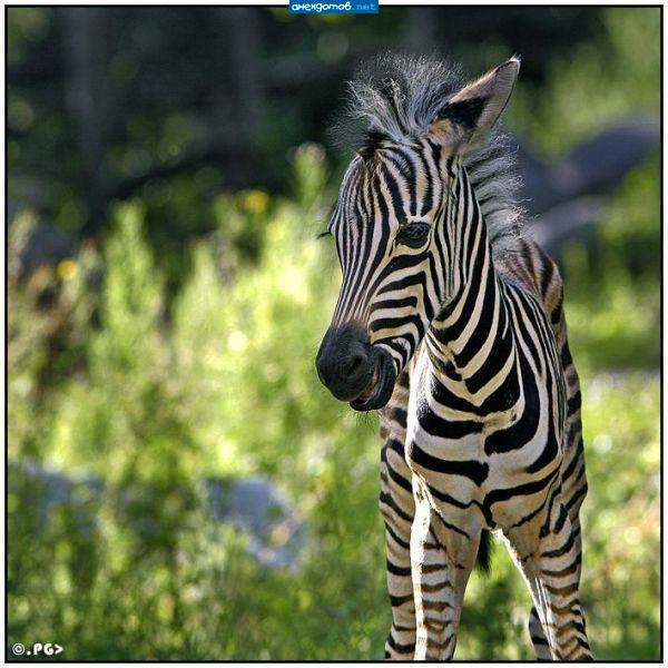 Ослик в тельняшке.