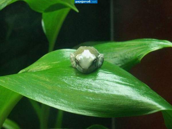 "Повышенная сердитость"