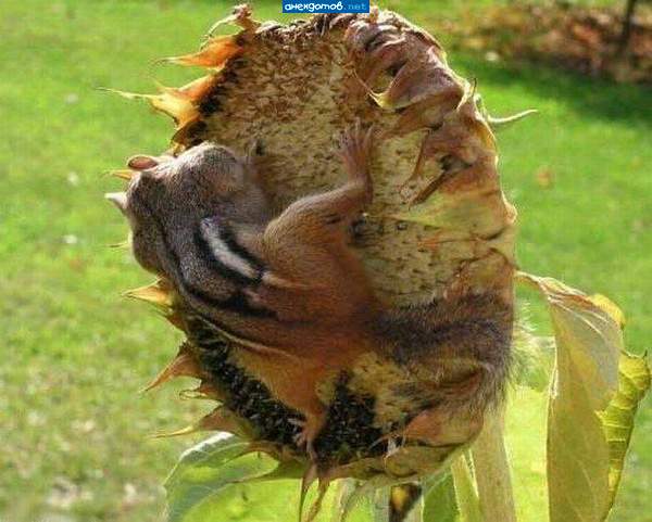 Семечки мои!!!