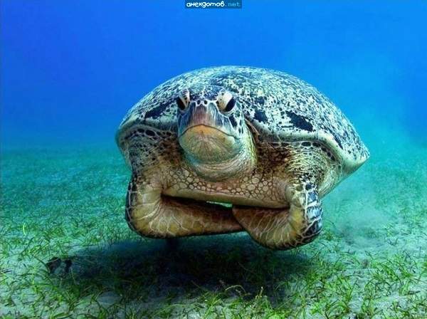 Тёща