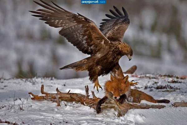 -Ты пошто Ворону обидела?!