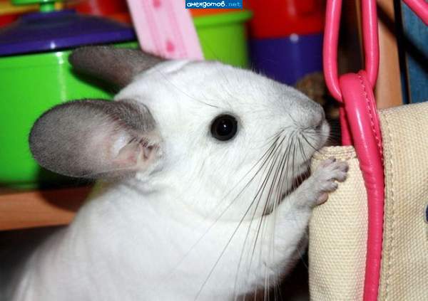 "Дома ждет чёкупила"