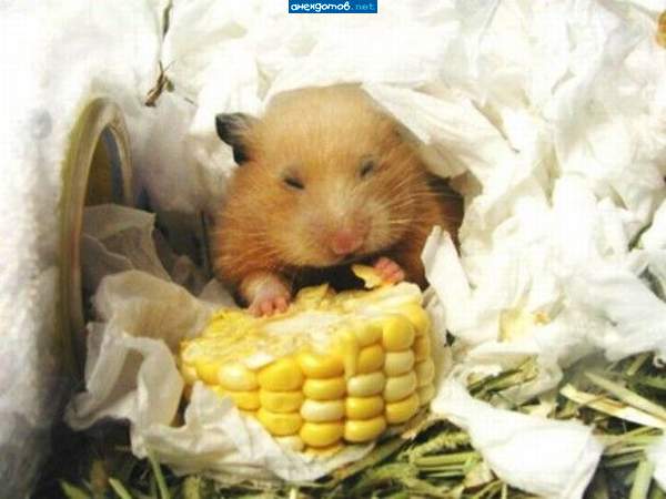 "вкусненько"