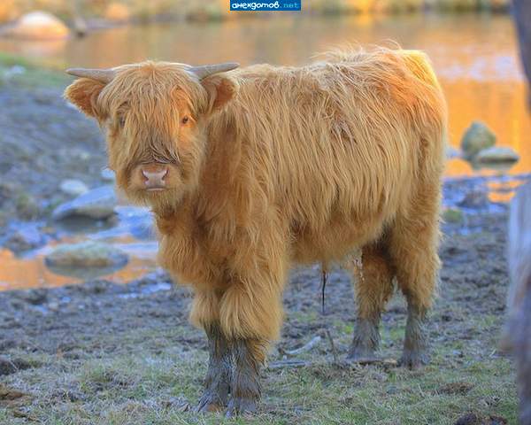 Ну,давай,я разбегаюсь и прыгаю на ручки-Готов?