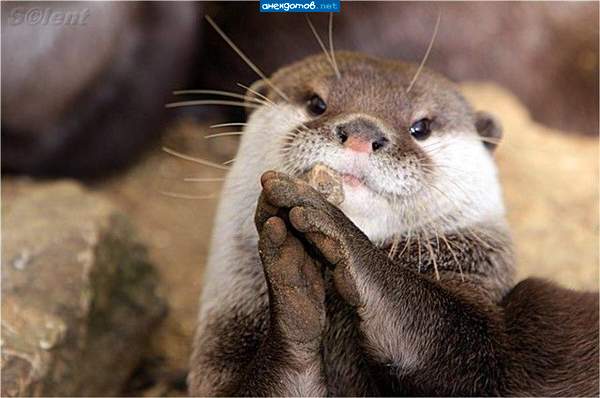 ну дай печеньку))