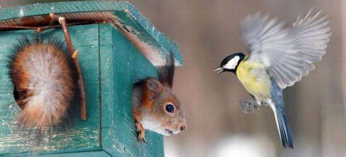 "Дом у тебя, синичка, не очень. И в шею дует и .опа мерзнет..."