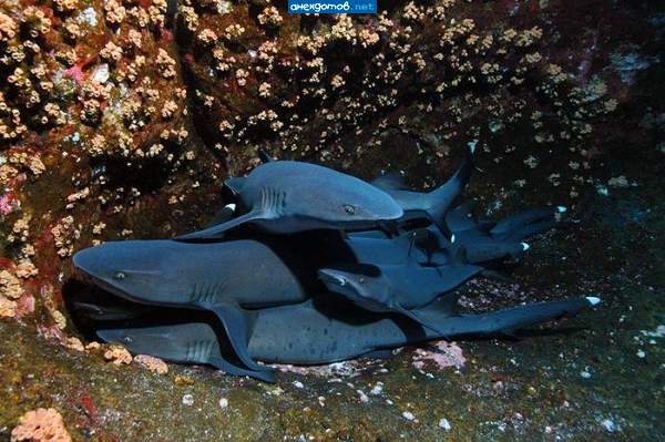 Акулиное гнездо