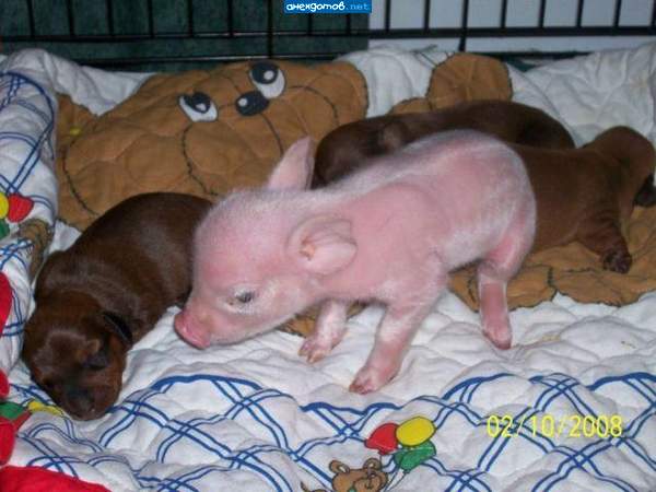 кто подложил свинью?