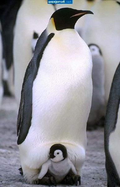 Батя, ты бы завязывал жрать