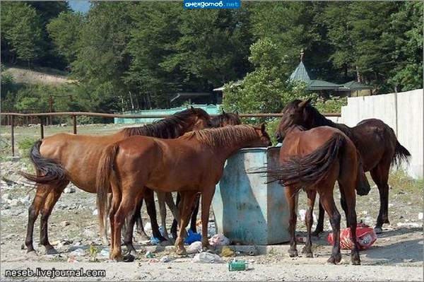 Что я, корова что-ли? Мне и ведра хватит!