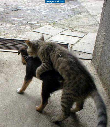 родители котопёса