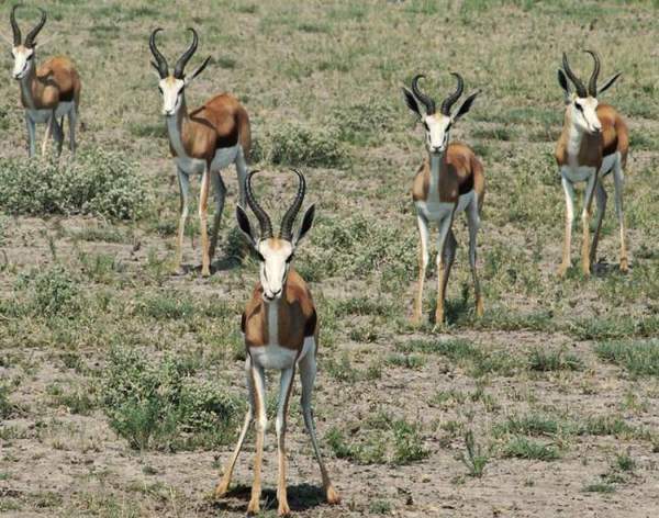 Ну все в клин выстроились щя попрут...