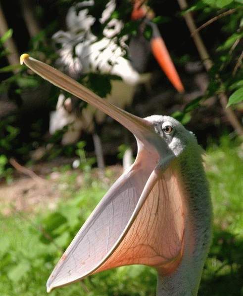 таким бы ртом да медку хлебнуть!!!