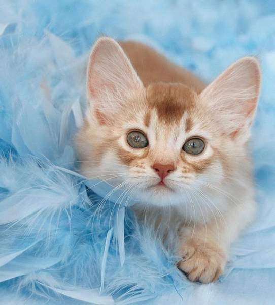 Чудо в перьях