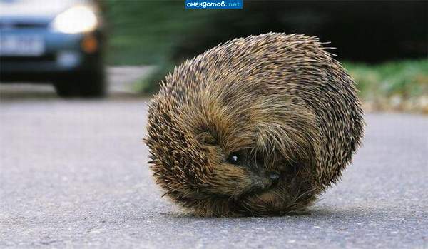 Колючий клубок