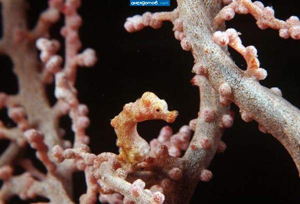 Жить захочешь - еще и не такими пупырышками покроешься!