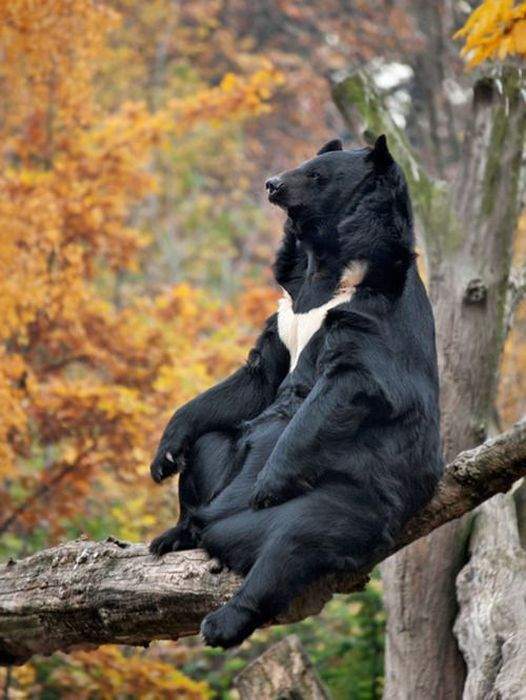 Русский коала