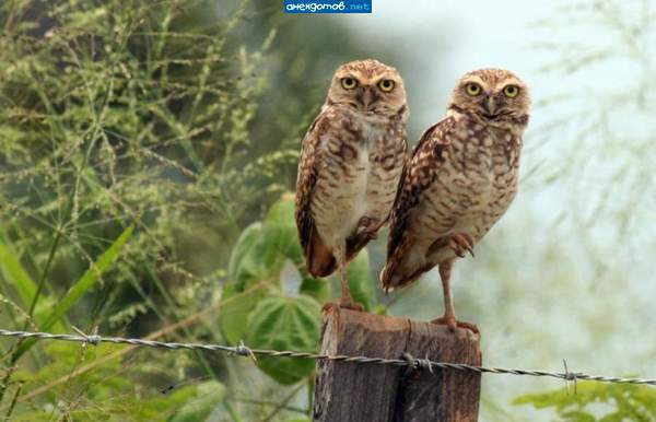 Цапли мы, цапли, че докапались???