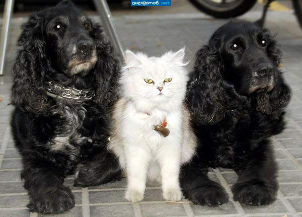 "Миледи и гвардейцы кардинала"