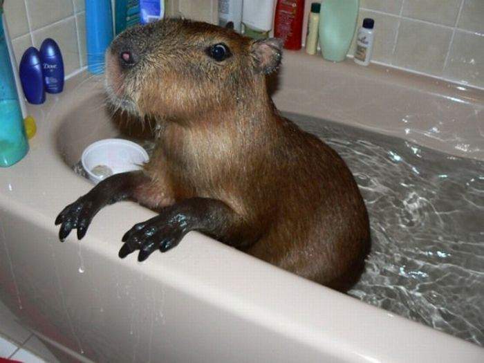 "Как это шампунь от перхоти закончился?"