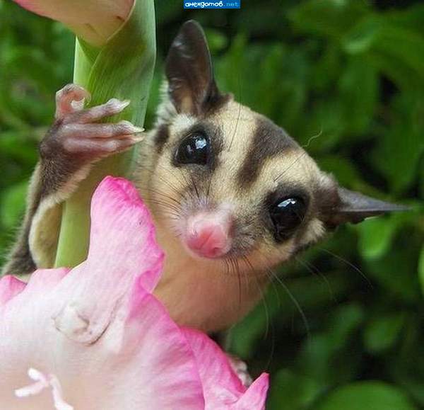 она прекрасна, как моя девушка!!!