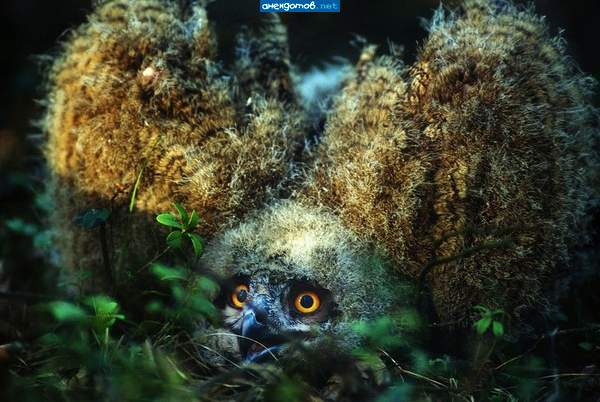 Программе Жди меня удалось разыскать в джунглях Чебурашкину маму