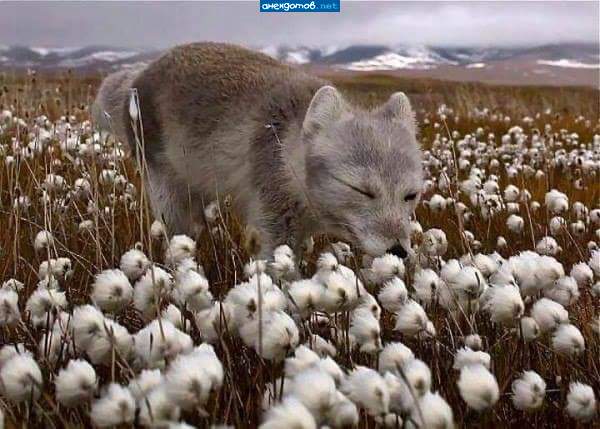 Это просто песец )