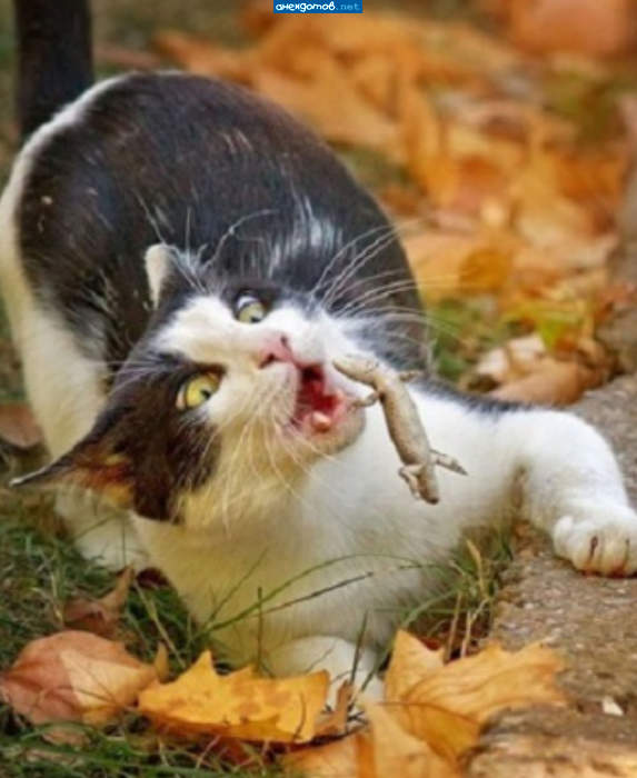 Отдай хвост, котяра позорный!