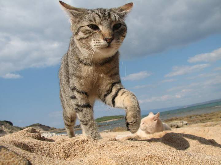 Целуй,смерд!