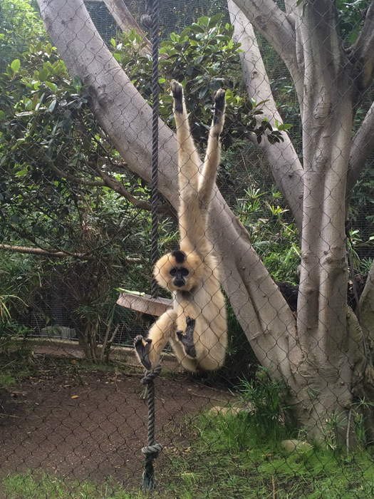 Предок Долгоруких?