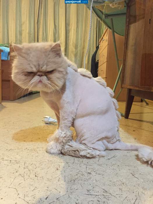 бедное животное