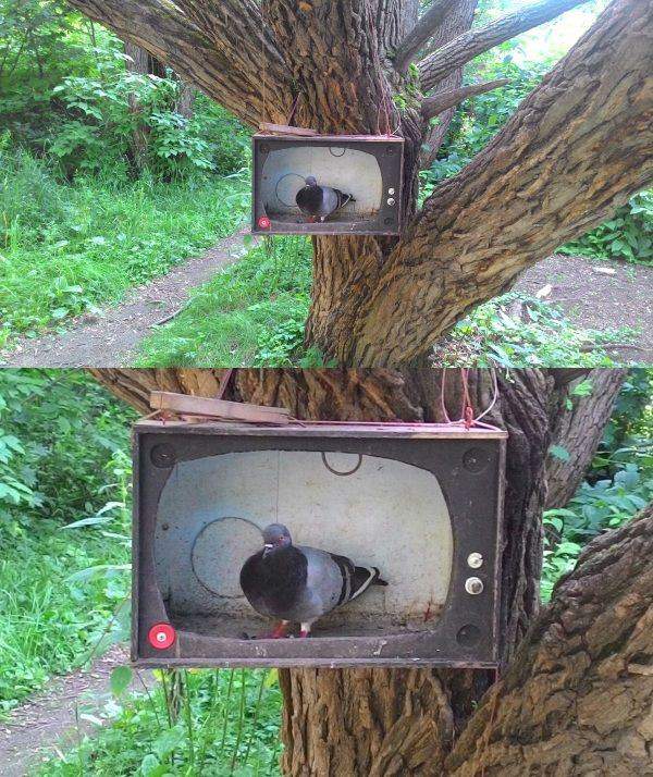 А теперь о птичьем грипе...