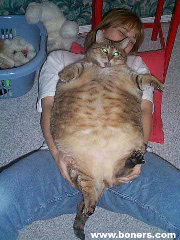 бедный котик!!!!!!!!!вы изверги!!