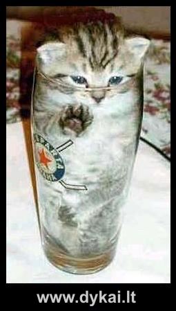 Хозяин, скотина! Ведро себе на голову надень!